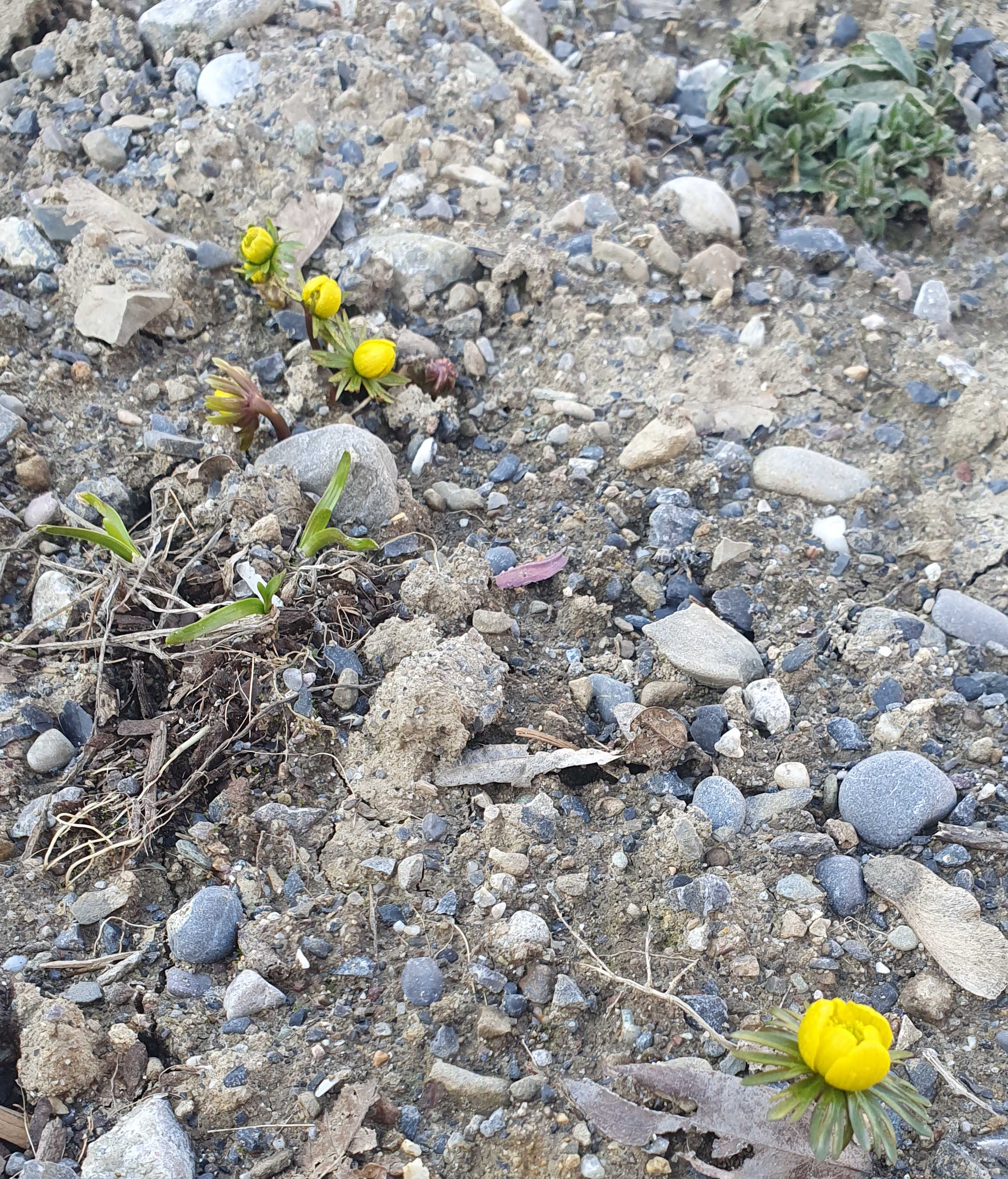 erste Blumen im Garten